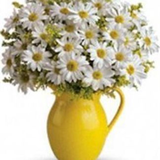 Sunny Day of Pitcher Daises